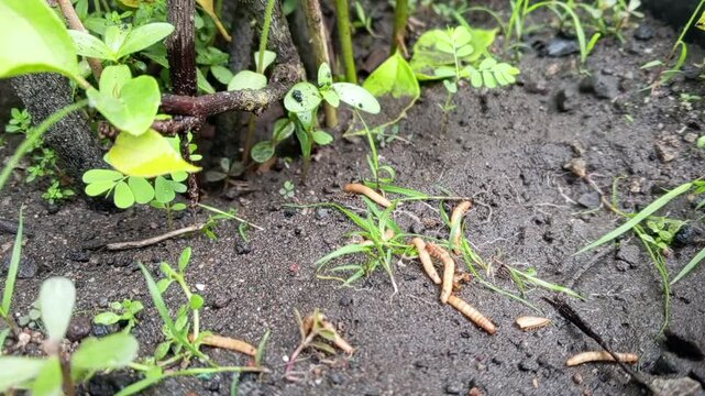 Mealworms, larval form of the yellow mealworm beetle, Tenebrio molitor, a species of darkling beetle