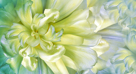 Obraz premium Flowers yellow tulips and petals. Floral background. Petals tulips. Close-up. Nature.