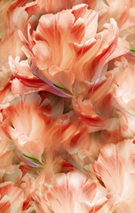 Tulips  flowers and petals. Floral vertical background.