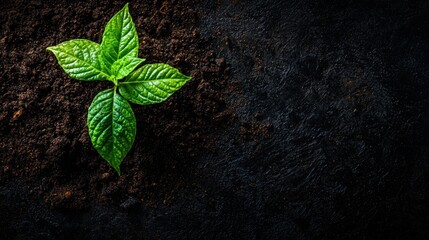 New Life Sprouting: A Tiny Seedling Emerging from Dark Earth