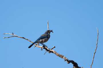 Scrub Jay bird perched on deadwood branch has food in beak against blue sky!