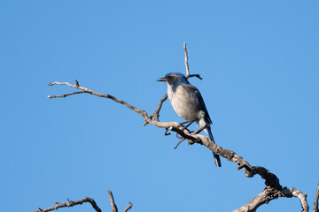 Scrub Jay bird perched on deadwood branch looking to left against blue sky!