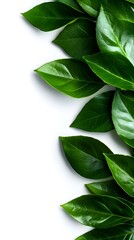 Lush bunch of green leaves on a crisp white background, symbolizing freshness and natures bounty