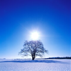 ハルニレの木（豊頃町）