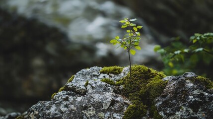 Resilience: A Tiny Sprout Emerging from a Rocky Terrain
