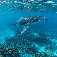 Naklejka premium whale in the sea