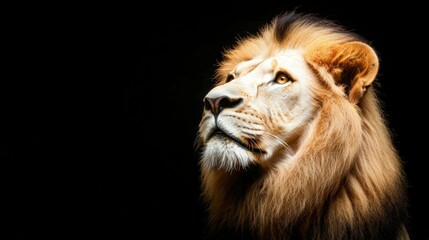 Fototapeta premium Majestic White Lion Portrait King of the Jungle Wildlife Photography