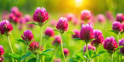 Fototapeta premium Close-up of vibrant red clover flowers in a lush green meadow, red color, countryside, red color, countryside, plant life
