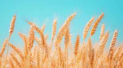Fototapeta premium Golden Wheat Field Under a Vibrant Blue Sky Agricultural Harvest Scene