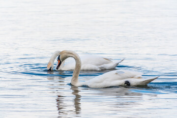 Fototapeta premium Graceful white Swan swimming in the lake, swans in the wild. Portrait of a white swan swimming on a lake.
