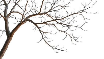 Obraz premium Bare, intricate tree branches isolated on pure white backdrop, arboreal, tree