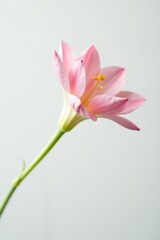 Naklejka premium A delicate flower in focus against a plain white backdrop, bloom, white, photography