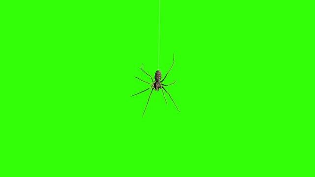 Spider Hang Green Screen