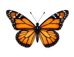 Fototapeta premium Majestic Butterfly – Nature’s Living Masterpiece