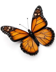 Majestic Butterfly &ndash; Nature&rsquo;s Living Masterpiece