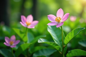 Fototapeta premium Vanilla bean plants with blooming flowers and growing leaves, blossom, bloom