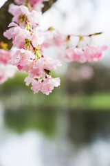 Cherry blossoms. Blooming tree branches of spring flowers under water. Pink sakura by river, lake. Beautiful Japanese park. Floral landscape. Hanami, ASMR. Close up