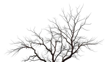 Lone deciduous tree, stark branches against pure white, photography, studio