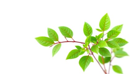 Fototapeta premium Single vibrant green plant, isolated on pure white backdrop, flora, image