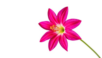 A single vibrant flower, petals perfectly formed, set against a pure white backdrop, blossom, close-up