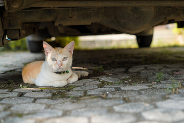 This cat is relaxing under the car in the morning with a piercing gaze.