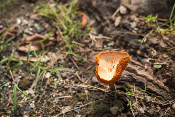 Jack-o'lantern mushroom, growing one in the garden