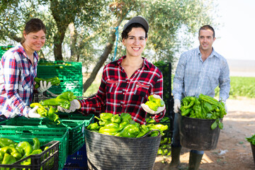 Obraz premium Cheerful women and man gardeners sorting and stacking fresh ripe green pepper during harves works outdoors.