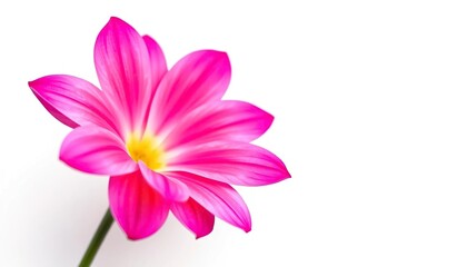 Obraz premium Single vibrant bloom, petals sharply defined against pure white backdrop, beauty, floral design