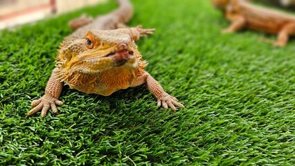 Central Bearded Dragon (Pogona vitticeps) on the green grass