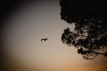 Serene Sunset Scene with a Bird and Tree Silhouette