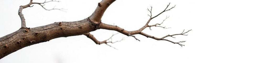 Obraz premium Brown and gray tree limb against white background, woodsy, brown