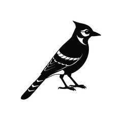 Blue Jay Silhouette Vector | Black and White Blue Jay Bird Illustration