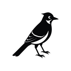 Blue Jay Silhouette Vector | Black and White Blue Jay Bird Illustration