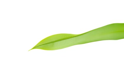 Single leaf, isolated on pure white background, green, foliage