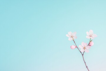 single vibrant cherry blossom branch in full bloom reaching out against pastel-blue sky providing ample copy space