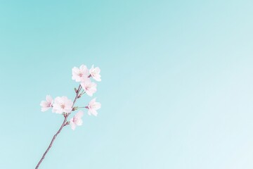 single vibrant cherry blossom branch in full bloom reaching out against pastel-blue sky providing ample copy space