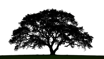 Single, majestic tree silhouetted against a pure white backdrop, isolated, spring