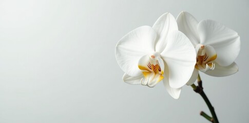 White orchid blooms on a minimalist background, blossom, pure, orchids