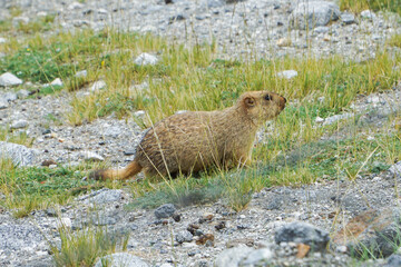 marmot in the mountains