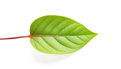 Single leaf, isolated on pure white background, minimal, shape