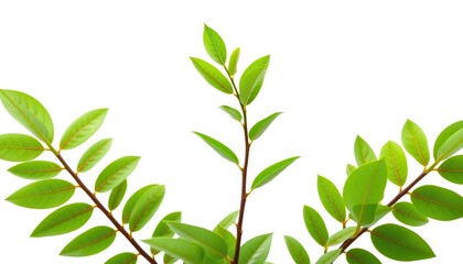 Obraz premium Single vibrant green plant, isolated on pure white background, fresh, leafy