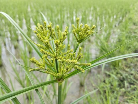 Nut grass or yellow nutsedge (Cyperus esculentus) growth in rice fields 