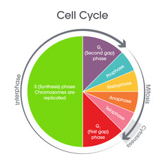 Cell Cycle Biology vector illustration graphic