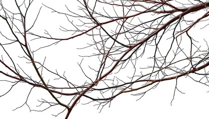 Fototapeta premium Bare, intertwined branches against pure white backdrop, nature, background
