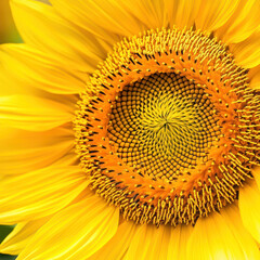 sunflower close up