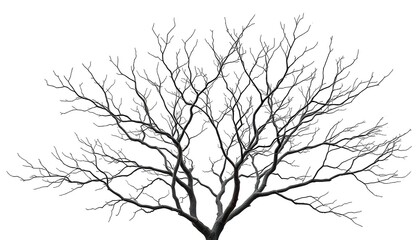 Obraz premium Bare, intricately branched tree limbs isolated against a pure white backdrop, graphic, texture