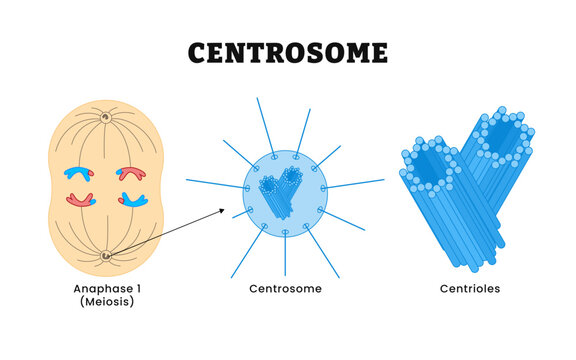 Centrosome during anaphase 1 meiosis, divide into centrioles, spindle fibers originating from the centrosome participate in chromatid separation.
