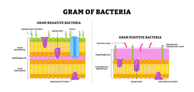 Different types of bacterial cell wall diagram infographic poster, vector illustration, gram-negative bacteria and Gram-negative bacteria. comparison, structure, and composition.
