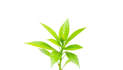 Fototapeta premium Single vibrant green plant, isolated on pure white background, fresh, leaf