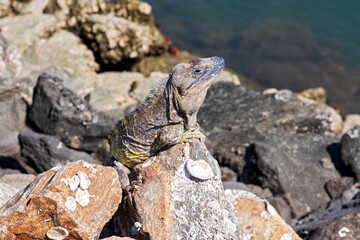 iguana perched on rock along coastal waters of banderas bay mexico